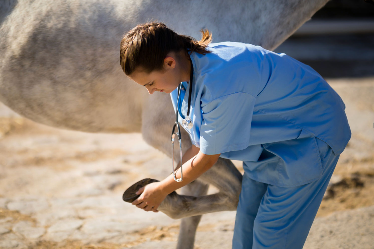 Veterinärbesiktning vid hästköp